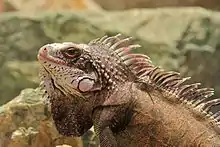 At Saint Thomas, U.S. Virgin Islands (possibly Iguana iguana melanoderma instead)