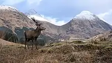 A red deer stag in Glen Etive, showing the south side of the Buachaille, with Stob na Bròige (right) and Stob Dubh (left)