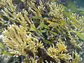 Endangered Staghorn Coral photographed off Haulover Bay, Saint John, US Virgin Islands, June 2013.