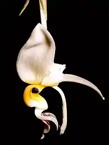 Stanhopea embreei