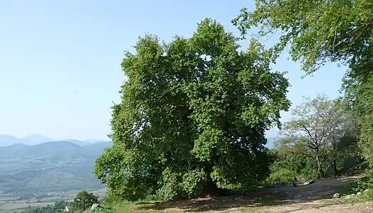 Tnjri, a 2,000-year-old Oriental Plane between the village and Skhtorashen.