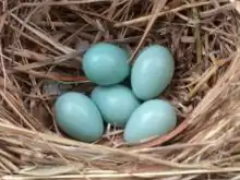 European starling (Sturnus vulgaris), typical clutch