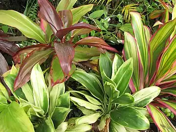 Variegated specimen