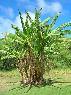 Musa (Musaceae)