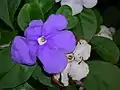 Brunfelsia australis: part of the ornamental value of  Brunfelsia lies in the colour changes occurring in the flowers as they age.