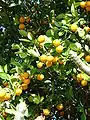 Round kumquats (or citrofortunella)