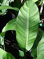 Heliconia stricta (Dwarf Jamaican) leaf at a nursery on Maui