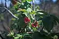 Geranium arboreum