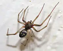 Brown house spider, Steatoda grossa, a spider with cosmopolitan distribution