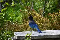 Western-variety Steller's jay, with all-dark head, in Alaska Maritime National Wildlife Refuge.