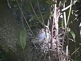 Steller's Jay nesting in a California Bay tree near Sveadal.  The birds typically nest in the springtime.