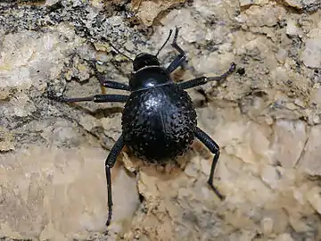 Stenocara dentata in southern Africa