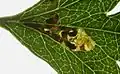 Stigmella perpygmaeella mine.