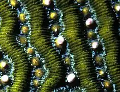 Brain coral releasing eggs