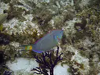 A Stoplight parrotfish in Princess Alexandra Land and Sea National Park, Providenciales, Turks and Caicos Islands