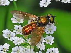 Male, with copper-green abdomen