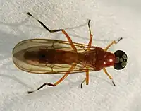 P. elongatus Dorsal view