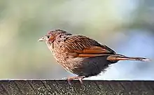 in Kullu - Manali District of Himachal Pradesh and Nainital Uttarakhand, India.