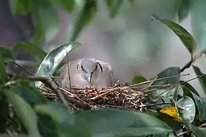 on a nest near Lake Baringo, Kenya