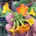 Streptosolen jamesonii : close-up of flowers of pot-grown specimen grown in cool glasshouse in Chelsea Physic Garden, London, U.K.