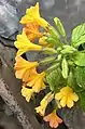 Streptosolen jamesonii : same specimen with flowers seen in profile. Chelsea Physic Garden, London, U.K.