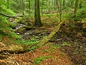 Forest scenery, trees and a small stream