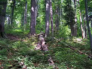 Beech and fir forest in Stuzica