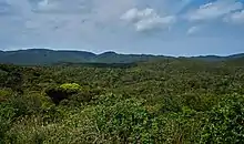 Subtropical forest of Yanbaru National Park