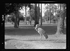 Shoebill