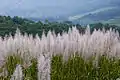 Flowers of sugarcane