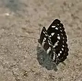 Dry-season form at Jayanti in Buxa Tiger Reserve in Jalpaiguri district of West Bengal