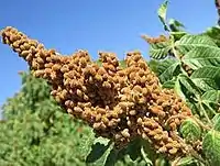 Iranian sumac