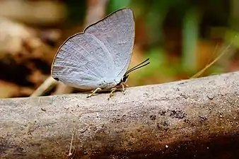 Ventral view