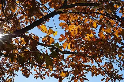 Sunlight through autumn foliage