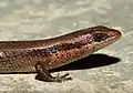 Bronze Grass Skink (Eutropis macularia) close up, at BNHS Nature Reserve (CEC), Goregaon, Mumbai, Maharashtra.