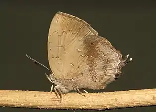 Ventral view (female)