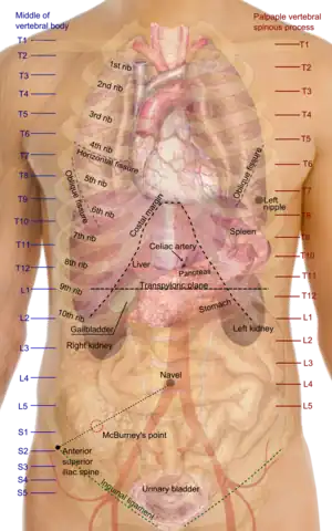 Surface projections of the organs of the trunk, with transpyloric plane labeled at L1