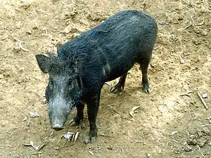 Wild boar