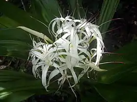 Inflorescence, Cooktown, Australia