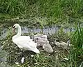 Family of mute swans nesting by the River Parrett Trail near Langport