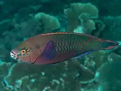 Swarthy parrotfish