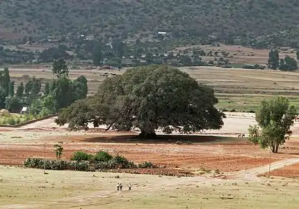 In Ethiopia