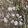 S. ascendens: Symphyotrichum ascendens inflorescence, 12 September 2018, Cache National Forest, Deweyville, Utah.