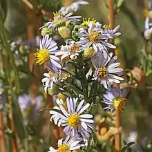 S. eatonii: Inflorescence of Symphyotrichum eatonii taken in the Red Butte area near Salt Lake City, Utah, US, on 15 September 2014.