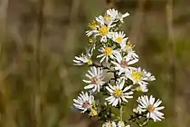 Symphyotrichum ericoides