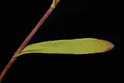 Leaves and stem