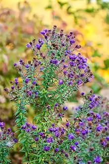 Numerous bright, deep purple flower heads of New England aster in a wide corymb pattern