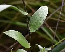 Symphyotrichum sericeum leaves close-up