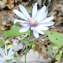 S. shortii, 1 October 2017, at edge of forested limestone bluffs, on the West Fork of the Red River at the Clarksville Greenway, Montgomery County, Tennessee, US.