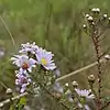 S. walteri: Photo of Symphyotrichum walteri taken 21 December 2019 in Orange County, Florida, US.